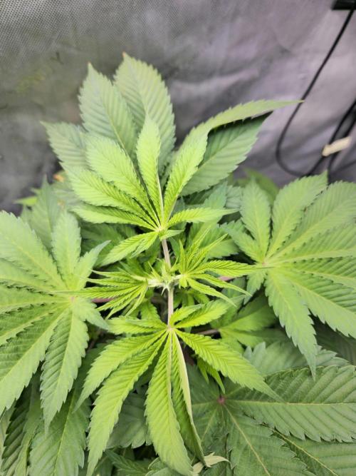 Bubblegum Sherbet - Lucas Method. Week 8 - 5/17 topped