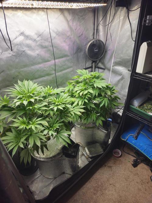 Bubblegum Sherbet - Lucas Method. Week 9 - 5/18
