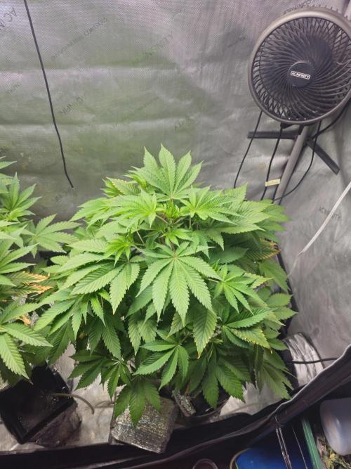 Bubblegum Sherbet - Lucas Method. Week 9 - 5/18