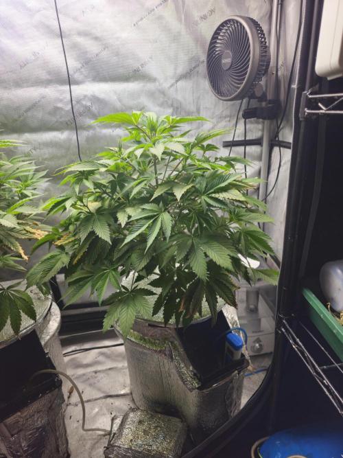 Bubblegum Sherbet - Lucas Method. Week 9 - 5/23