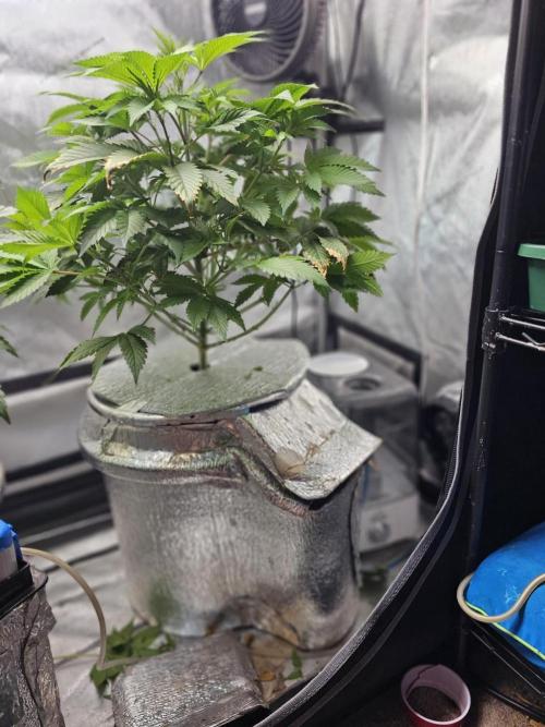 Bubblegum Sherbet - Lucas Method. Week 9 - 5/23