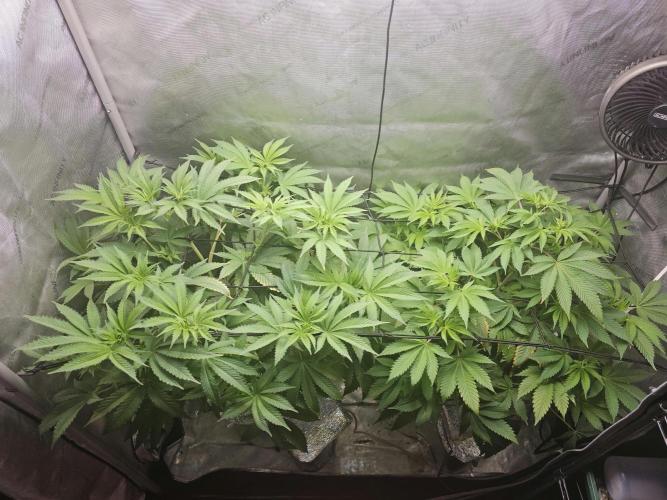 Bubblegum Sherbet - Lucas Method. Week 10 - 5/29