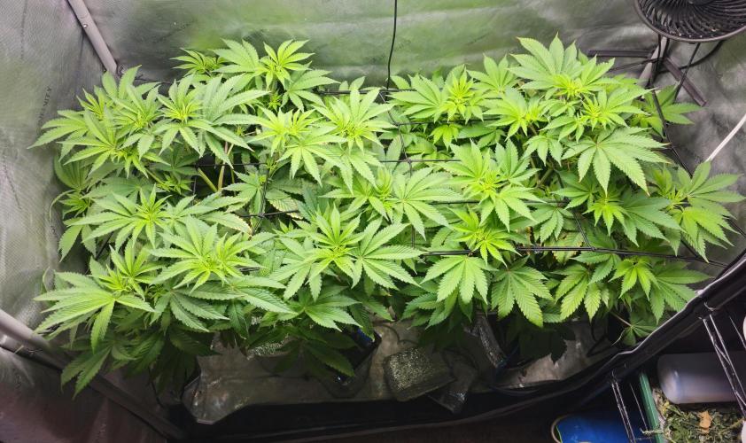 Bubblegum Sherbet - Lucas Method. Week 10 - 5/29