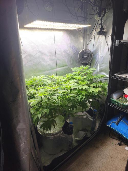 Bubblegum Sherbet - Lucas Method. Week 10 - 5/29