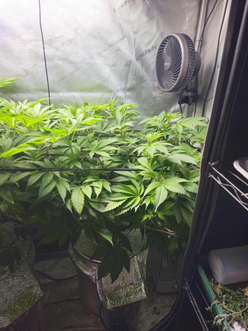 Bubblegum Sherbet - Lucas Method. Week 11