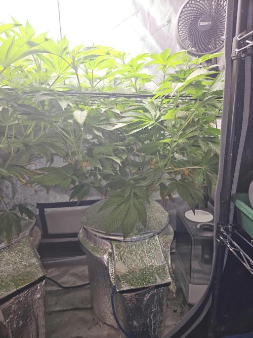 Bubblegum Sherbet - Lucas Method. Week 11