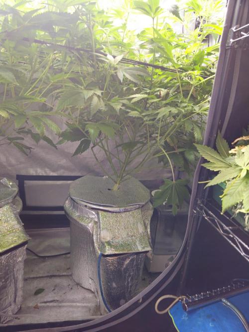 Bubblegum Sherbet - Lucas Method. Week 11