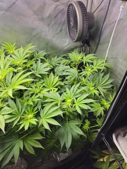 Bubblegum Sherbet - Lucas Method. Week 11