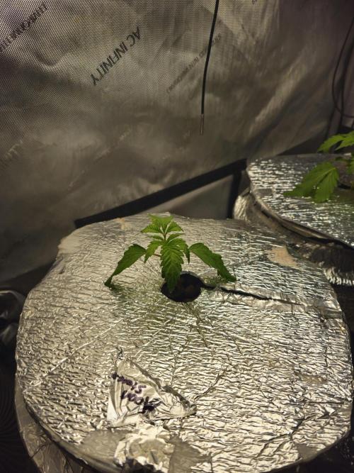 Blackberry Moonrocks  Lucas Method. Week 3