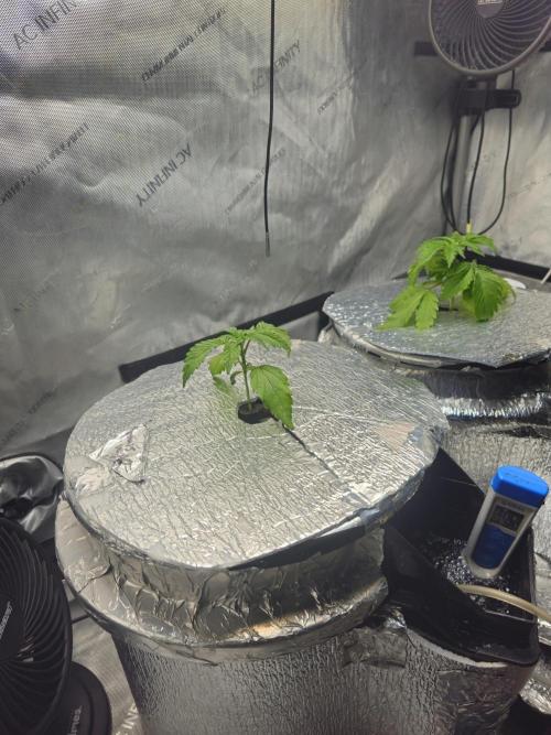 Blackberry Moonrocks  Lucas Method. Week 3