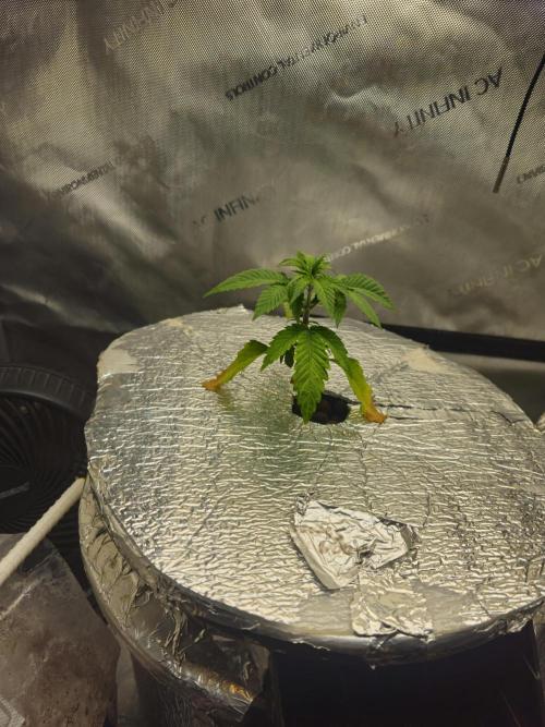 Blackberry Moonrocks  Lucas Method. Week 4