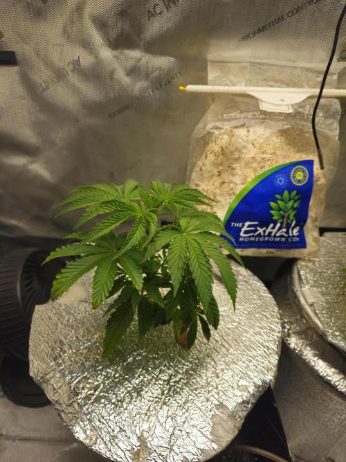 Blackberry Moonrocks  Lucas Method. Week 5