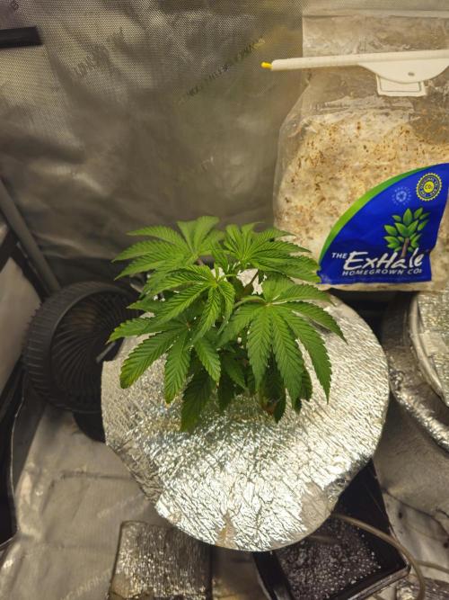 Blackberry Moonrocks  Lucas Method. Week 5