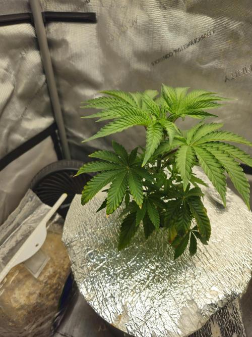 Blackberry Moonrocks  Lucas Method. Week 6