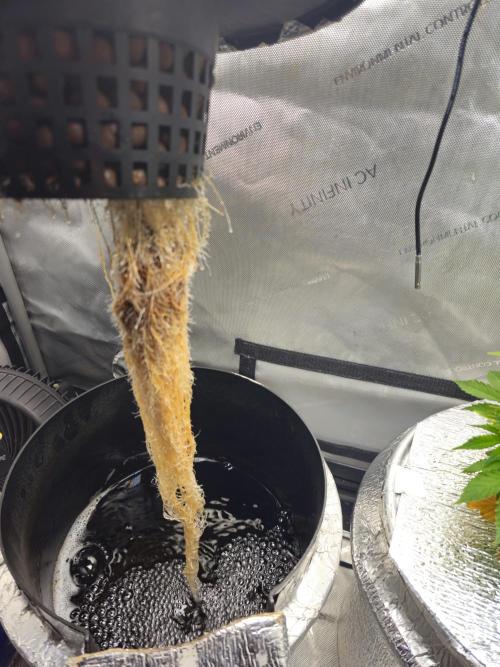 Blackberry Moonrocks  Lucas Method. Week 6