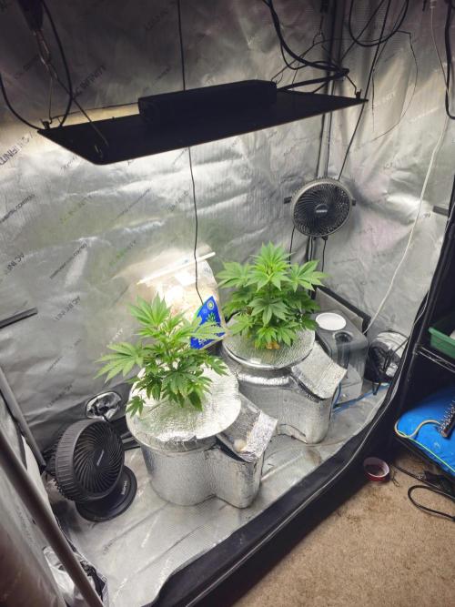 Blackberry Moonrocks  Lucas Method. Week 6