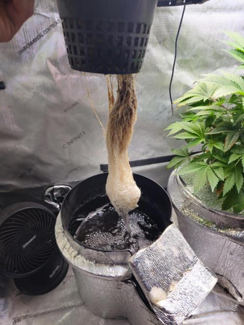 Blackberry Moonrocks  Lucas Method. Week 7