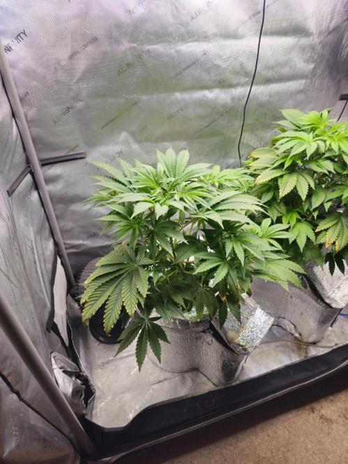 Blackberry Moonrocks  Lucas Method. Week 7
