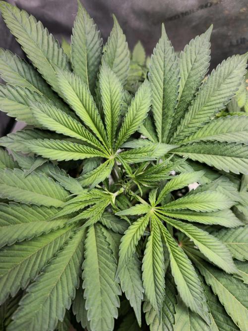 Blackberry Moonrocks  Lucas Method. Week 7