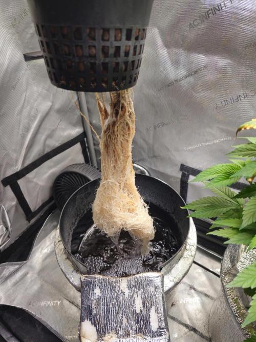 Blackberry Moonrocks  Lucas Method. Week 7