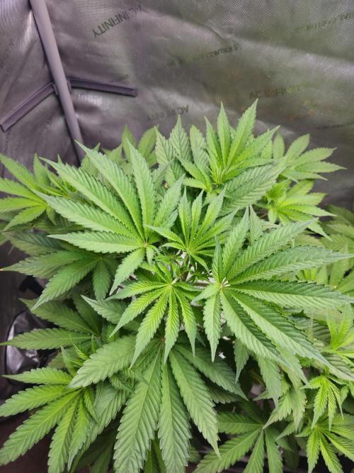 Blackberry Moonrocks  Lucas Method. Week 8