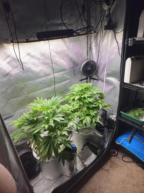 Blackberry Moonrocks  Lucas Method. Week 8