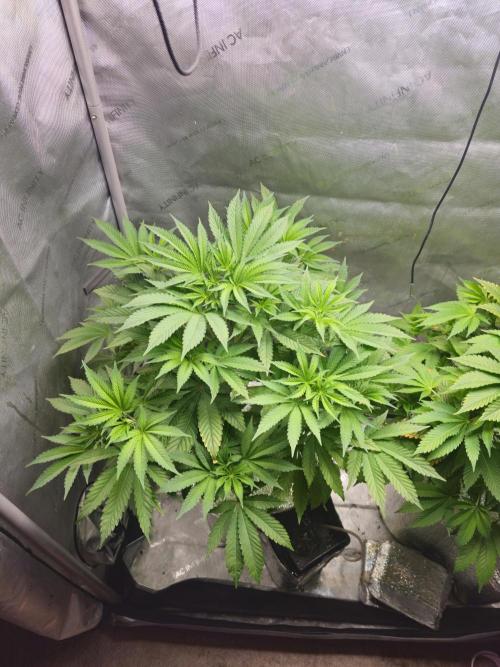 Blackberry Moonrocks  Lucas Method. Week 8