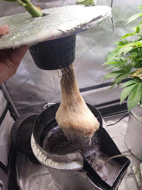 Blackberry Moonrocks  Lucas Method. Week 8