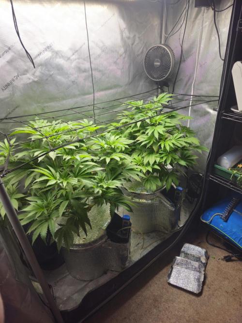 Blackberry Moonrocks  Lucas Method. Week 9