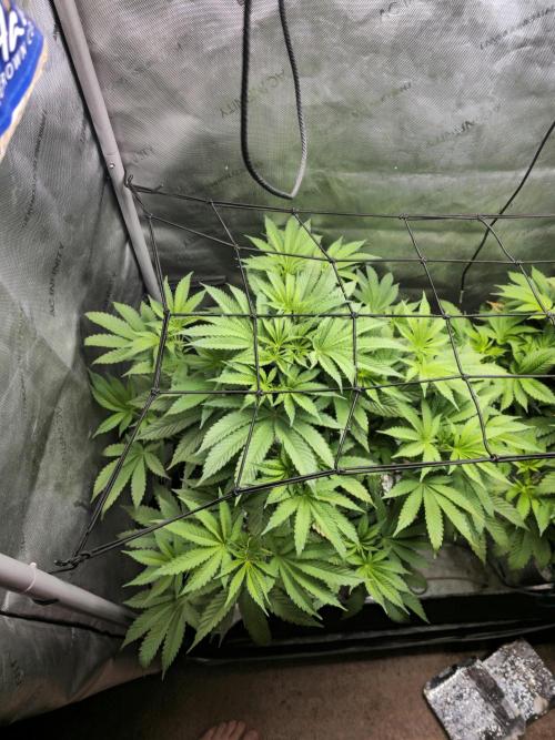 Blackberry Moonrocks  Lucas Method. Week 9