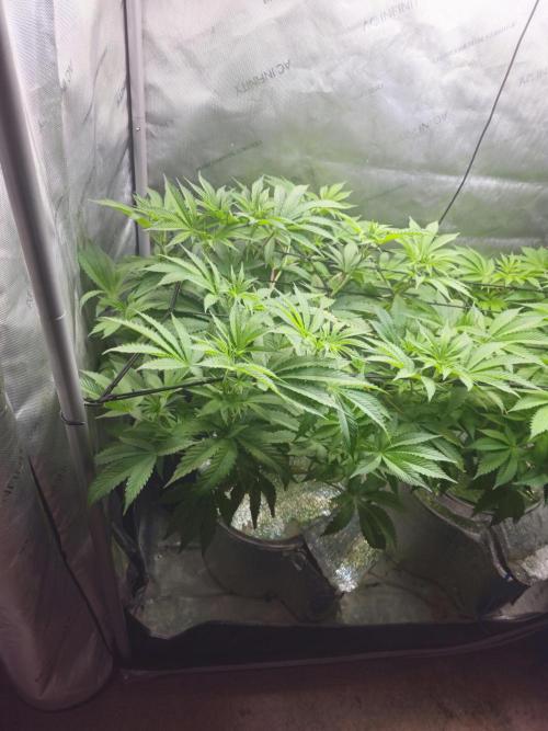 Blackberry Moonrocks  Lucas Method. Week 9
