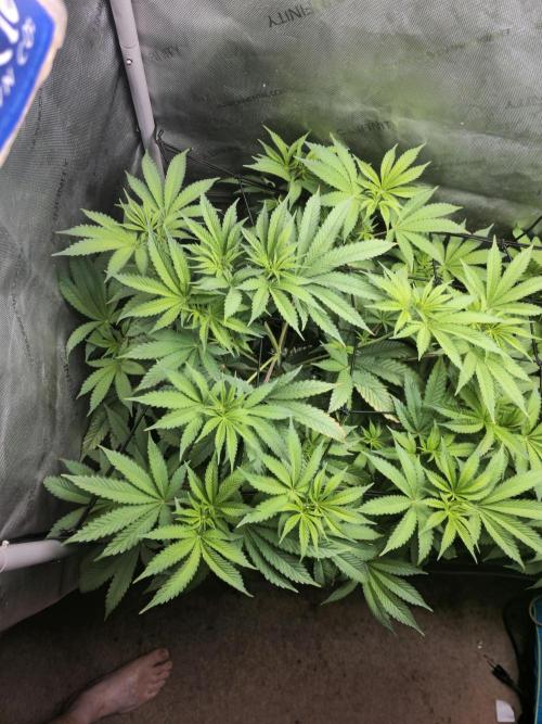 Blackberry Moonrocks  Lucas Method. Week 9
