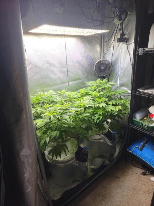Blackberry Moonrocks  Lucas Method. Week 9