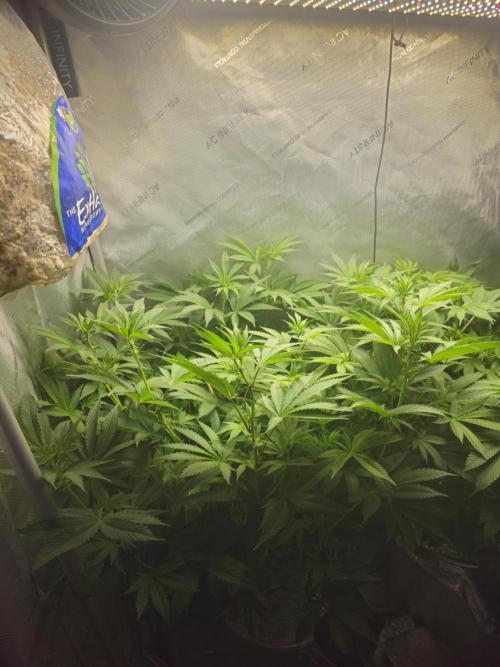 Blackberry Moonrocks  Lucas Method. Week 10