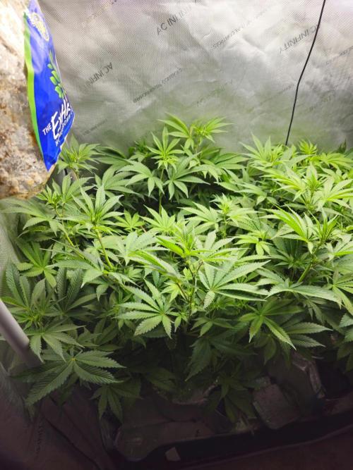 Blackberry Moonrocks  Lucas Method. Week 10
