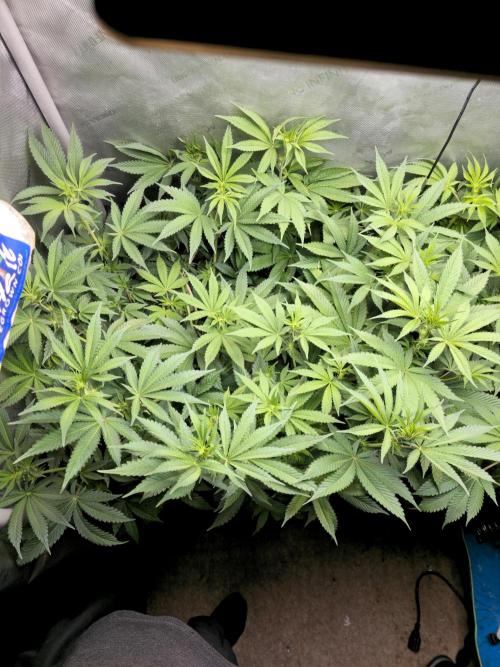 Blackberry Moonrocks  Lucas Method. Week 10