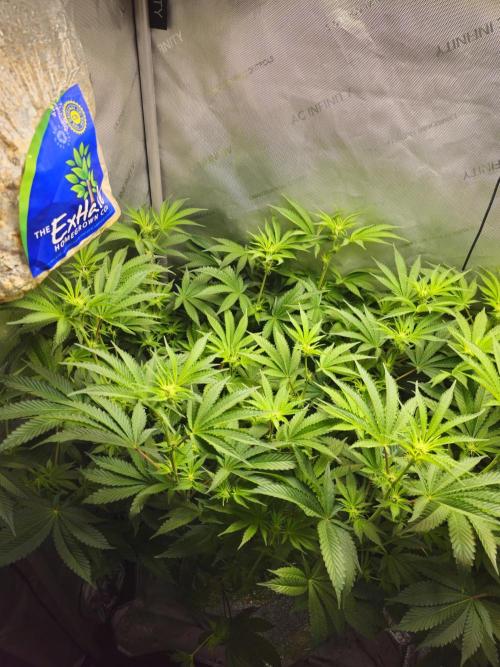 Bubblegum Sherbet - Lucas Method. Week 12
