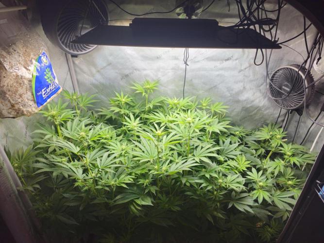 Bubblegum Sherbet - Lucas Method. Week 12
