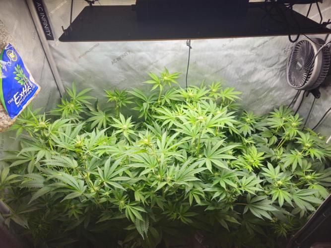 Bubblegum Sherbet - Lucas Method. Week 12