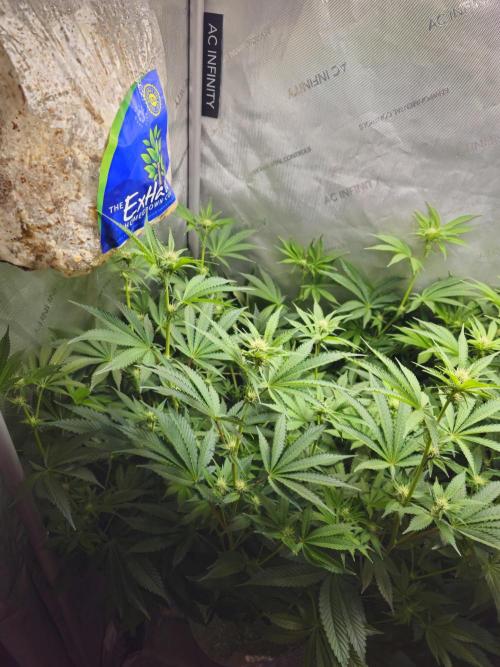 Bubblegum Sherbet - Lucas Method. Week 12