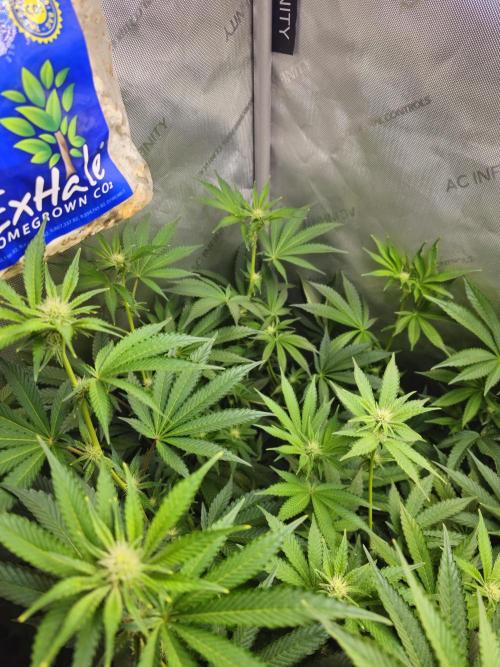 Bubblegum Sherbet - Lucas Method. Week 12