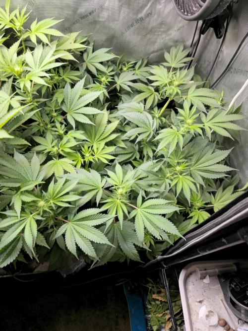 Bubblegum Sherbet - Lucas Method. Week 12