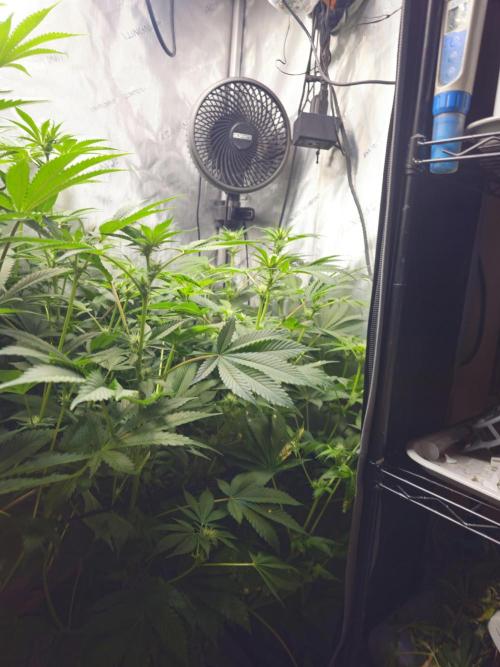 Bubblegum Sherbet - Lucas Method. Week 12