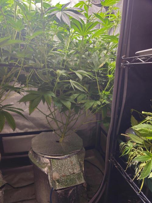 Bubblegum Sherbet - Lucas Method. Week 12
