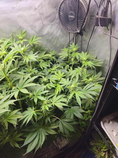 Bubblegum Sherbet - Lucas Method. Week 12