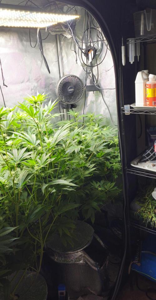 Bubblegum Sherbet - Lucas Method. Week 13