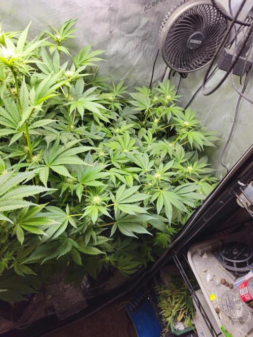 Bubblegum Sherbet - Lucas Method. Week 13