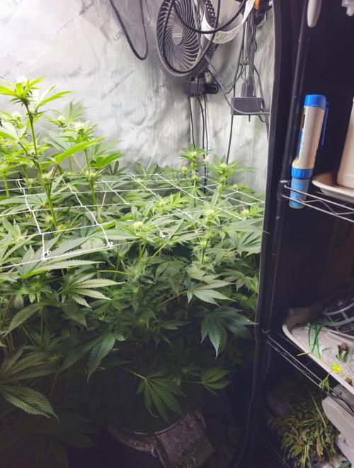 Bubblegum Sherbet - Lucas Method. Week 13