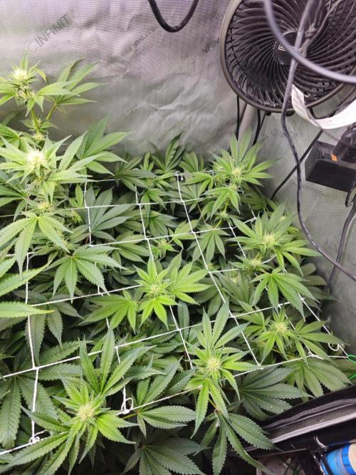 Bubblegum Sherbet - Lucas Method. Week 13