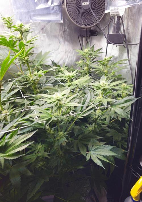 Bubblegum Sherbet - Lucas Method. Week 13
